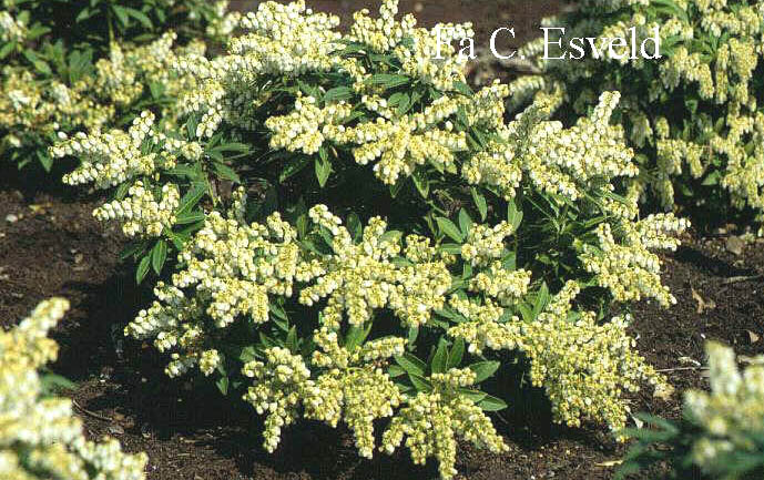 Pieris japonica 'Sarabande'