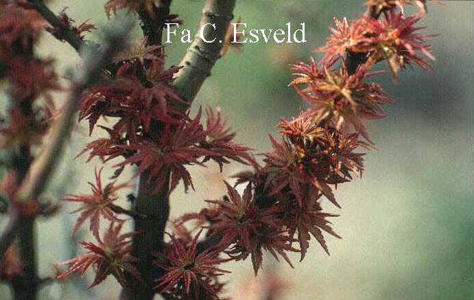 Acer palmatum 'Koto hime'