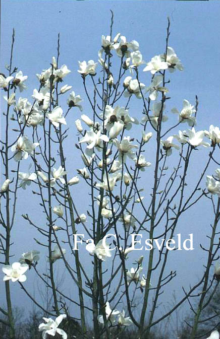 Magnolia 'Leda'