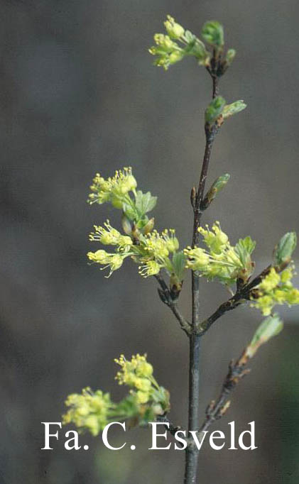 Acer monspessulanum ssp. turcomanicum