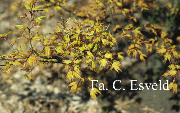 Acer palmatum 'Orange Dream'