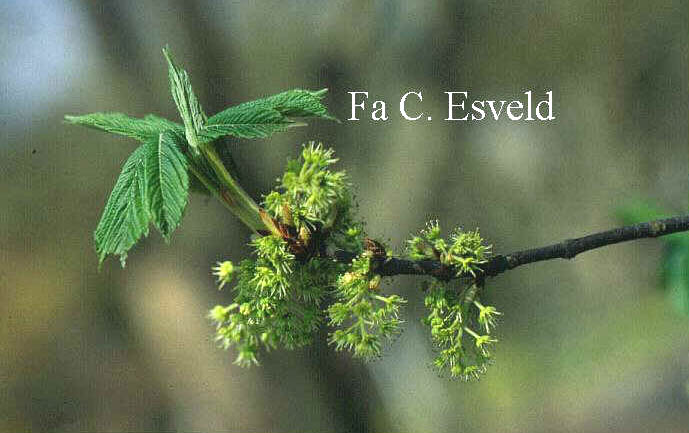 Acer sterculiaceum