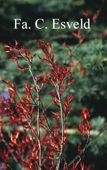 Acer palmatum 'Chishio Improved'