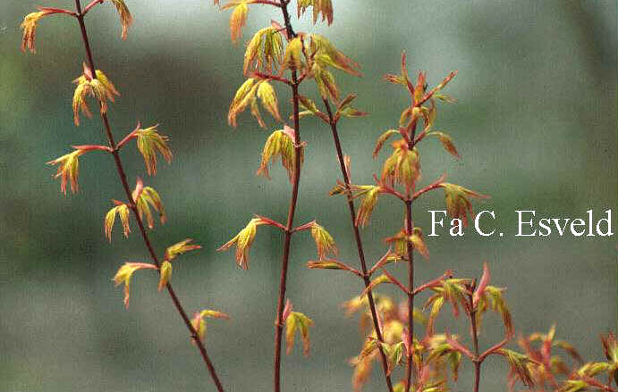Acer palmatum 'Ueno homare'