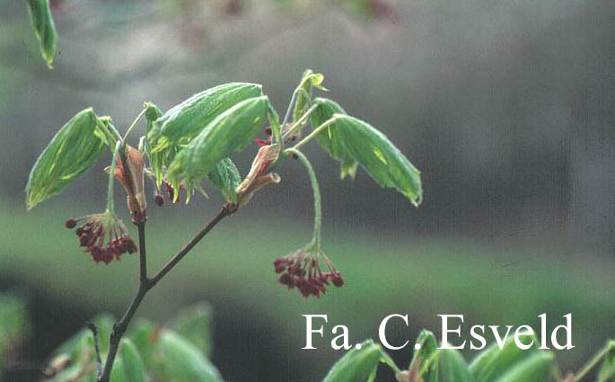 Acer japonicum 'Attaryi'