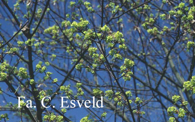 Acer cappadocicum var. tricaudatum