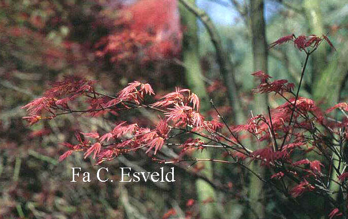 Acer palmatum 'Beni tsukasa'