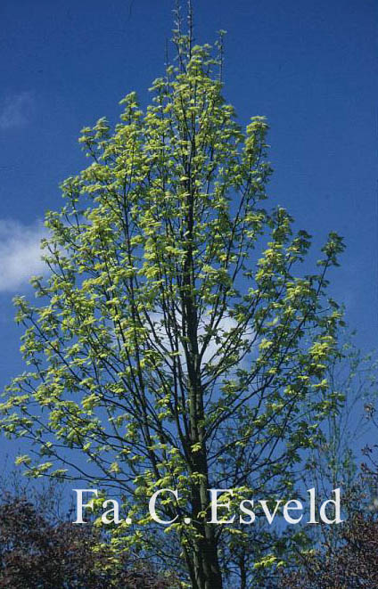 Acer pseudoplatanus 'Corstorphinense'