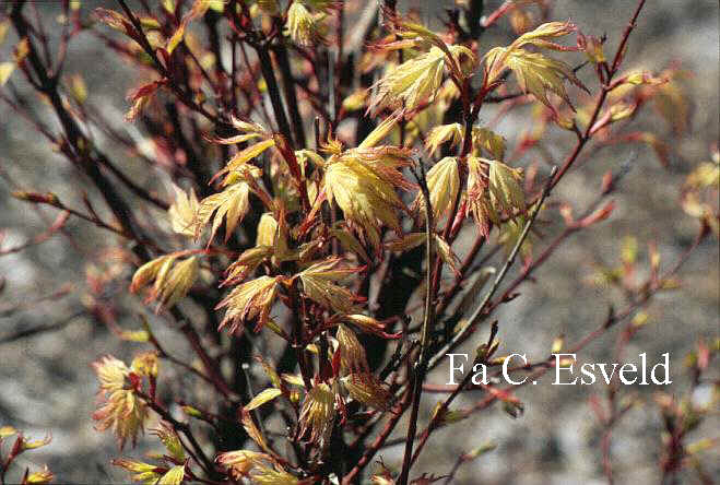 Acer palmatum 'Coral Pink'