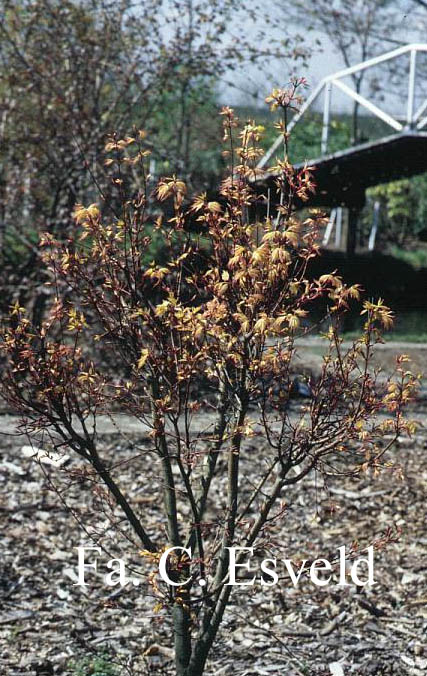 Acer palmatum 'Coral Pink'