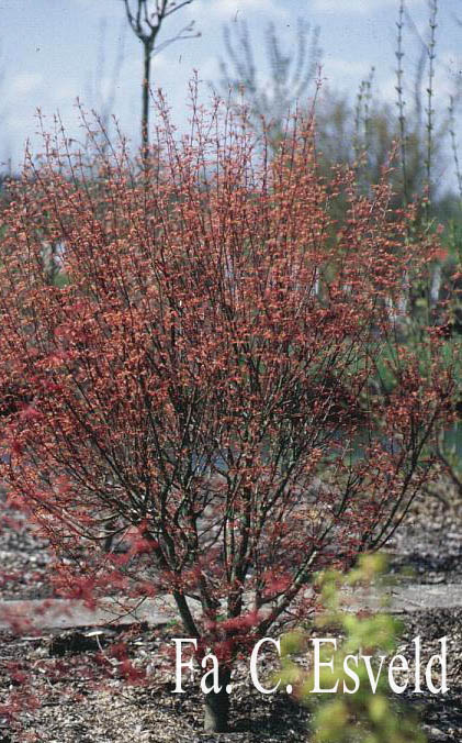 Acer palmatum 'Wilson's Pink Dwarf'