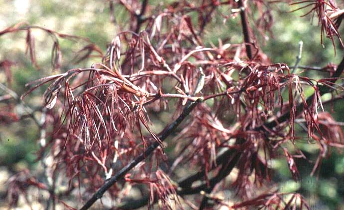 Acer palmatum 'Enkan'