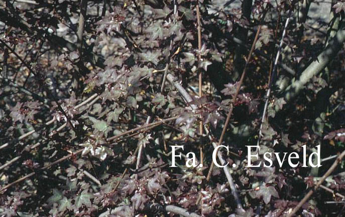 Acer cappadocicum ssp. divergens