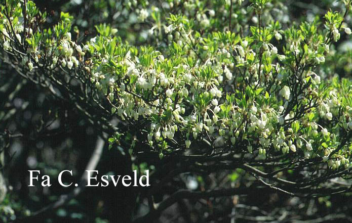 Enkianthus perulatus