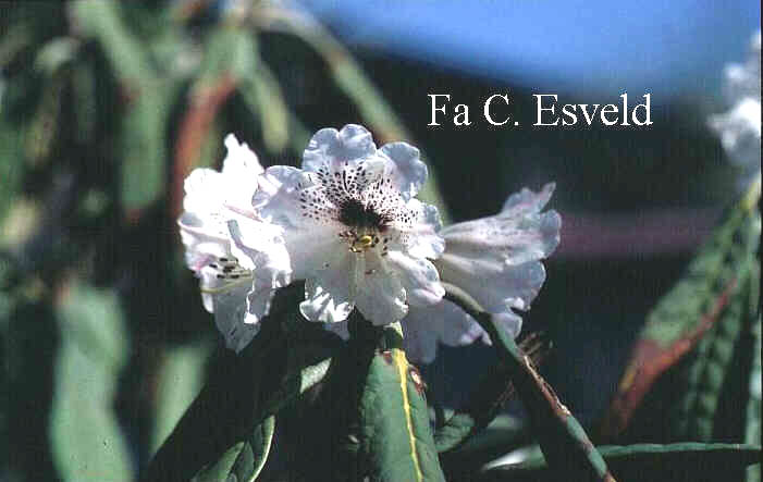 Rhododendron rex fictolacteum