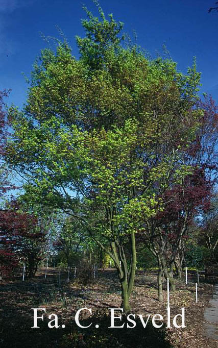 Acer palmatum 'Tsuchi gumo'