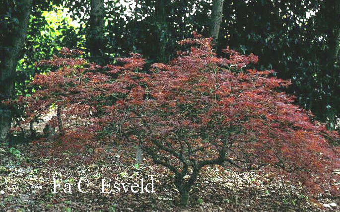 Acer palmatum 'Beni shidare'