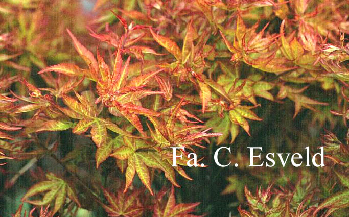 Acer palmatum 'Ryuzu'