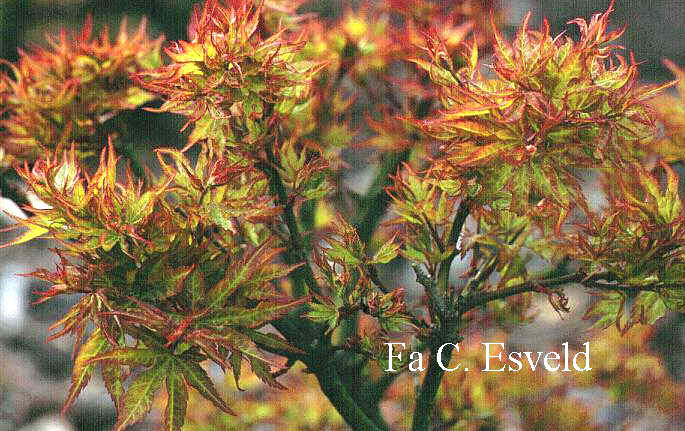 Acer palmatum 'Aoba joh'
