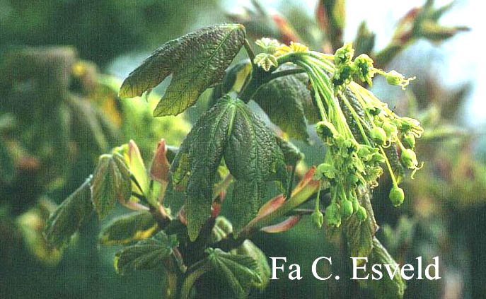 Acer hyrcanum ssp. tomentellum