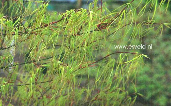 Acer palmatum 'Koto no ito'