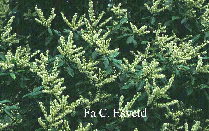 Pieris floribunda