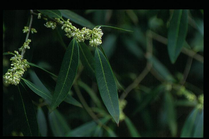 Osmanthus decorus 'Angustifolius'