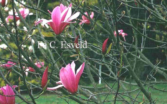 Magnolia 'Spectrum'