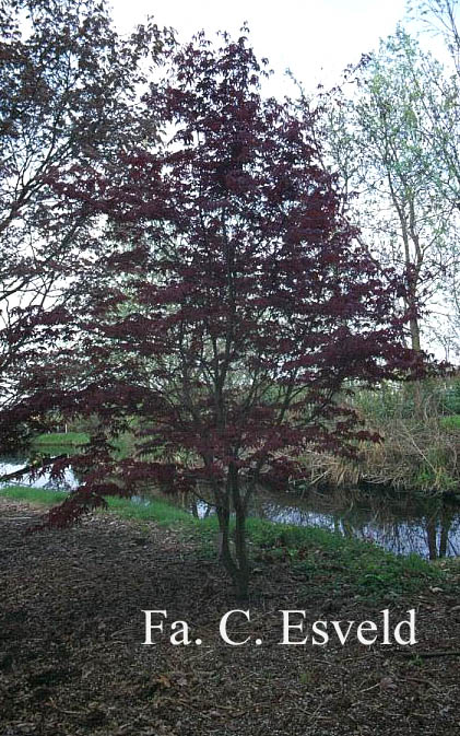 Acer palmatum 'Yubae'