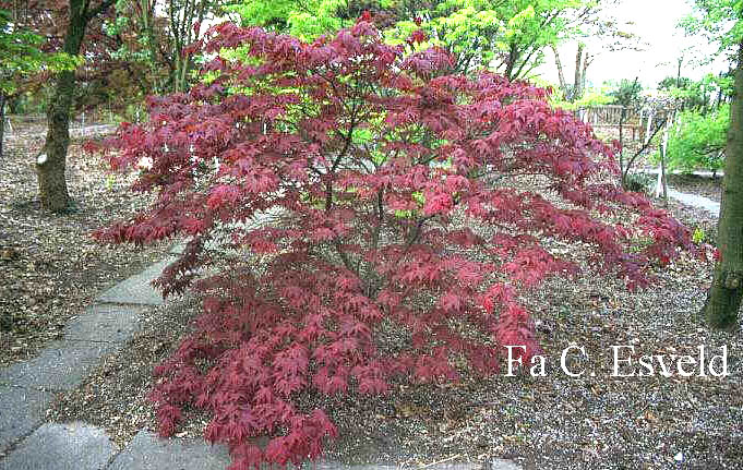 Acer palmatum 'O Kagami'