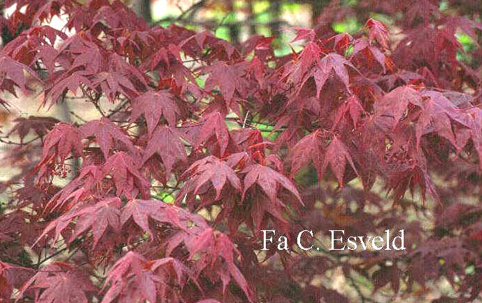 Acer palmatum 'Tsukushi gata'