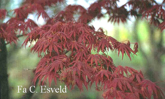 Acer palmatum 'Ohgon sarasa'