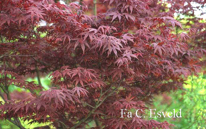 Acer palmatum 'Shohjoh'