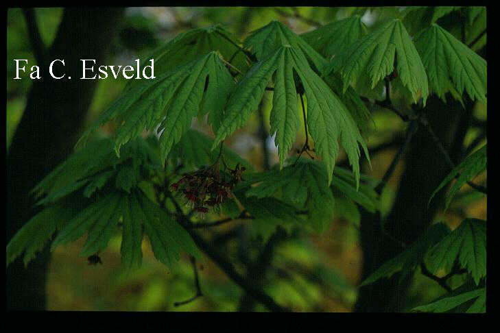 Acer japonicum 'Attaryi'