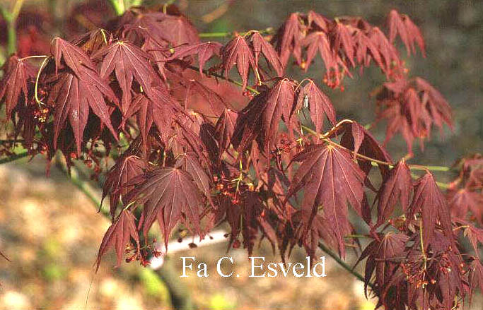 Acer palmatum 'Ume ga e'