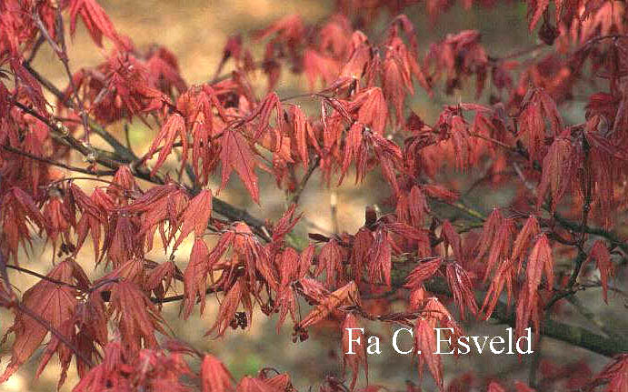 Acer palmatum 'Kasagi yama'