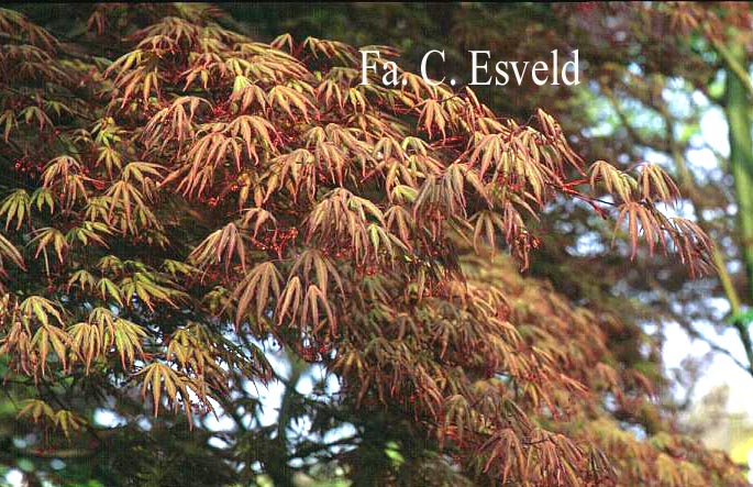 Acer palmatum 'Matsu Kaze'