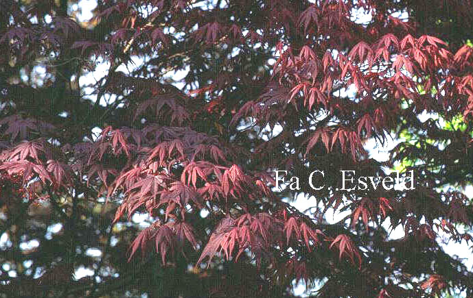 Acer palmatum 'Bloodgood'