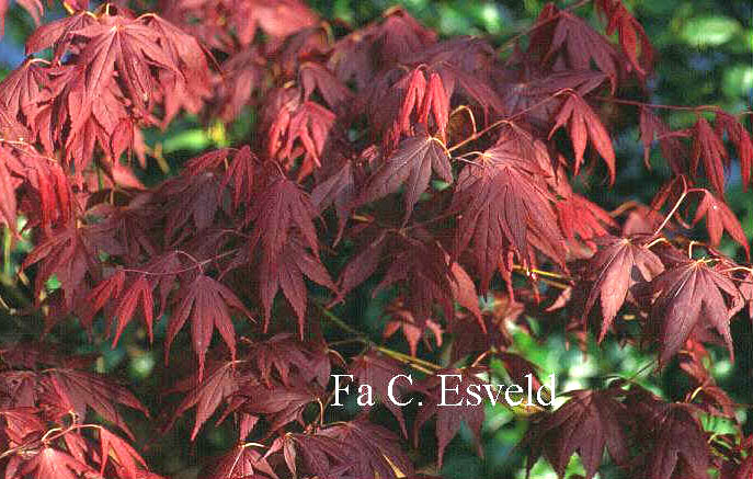 Acer palmatum 'Taimin nishiki'
