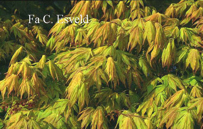 Acer palmatum 'Mizu kuguri'
