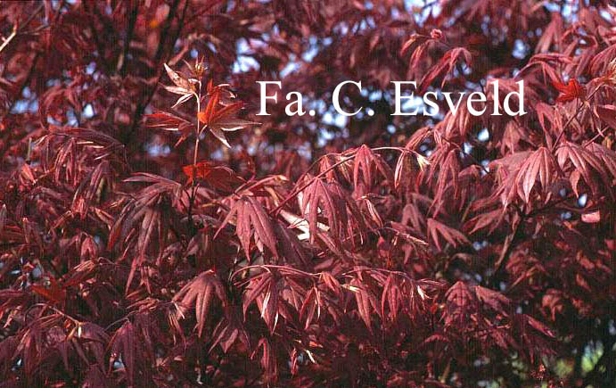 Acer palmatum 'Oshio beni'