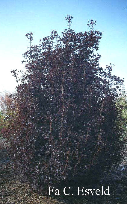 Acer platanoides 'Crimson Sentry'