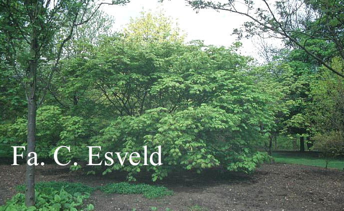 Acer japonicum 'Aconitifolium'