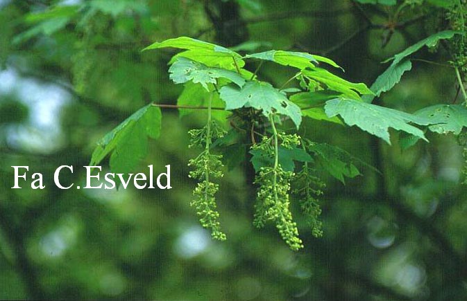 Acer pseudoplatanus 'Erythrocarpum'