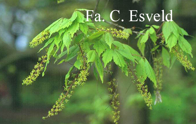 Acer cissifolium