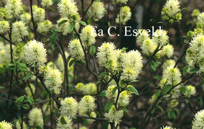 Fothergilla monticola