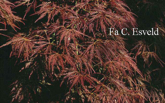 Acer palmatum 'Ornatum'