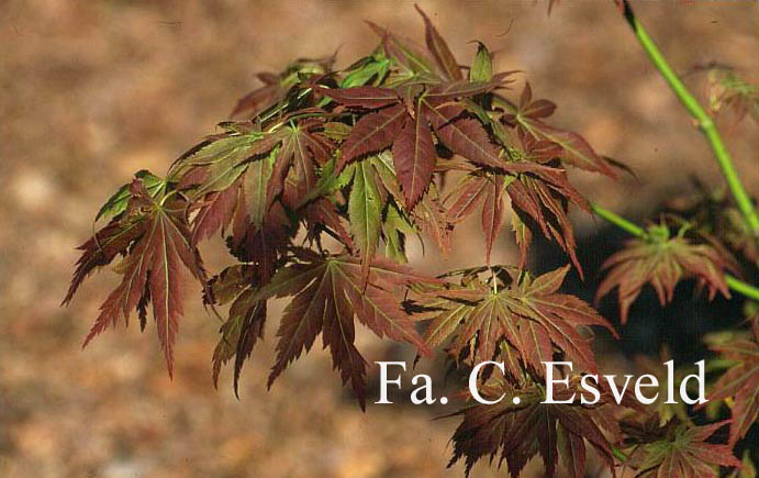 Acer palmatum 'Yugure'