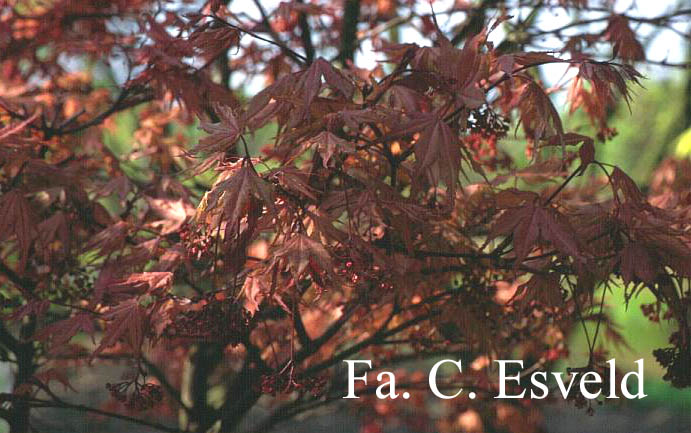 Acer palmatum 'Kasagi yama'