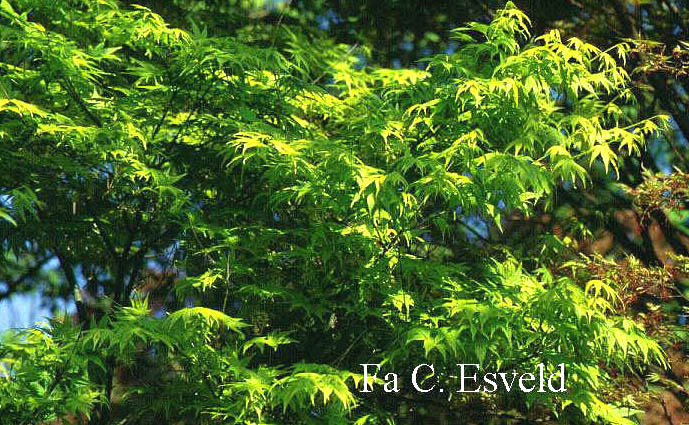 Acer palmatum 'Ao yagi'